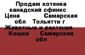 Продам котенка канадский сфинкс. › Цена ­ 2 000 - Самарская обл., Тольятти г. Животные и растения » Кошки   . Самарская обл.